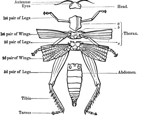 External Anatomy Of An Insect Skeleton ClipArt ETC