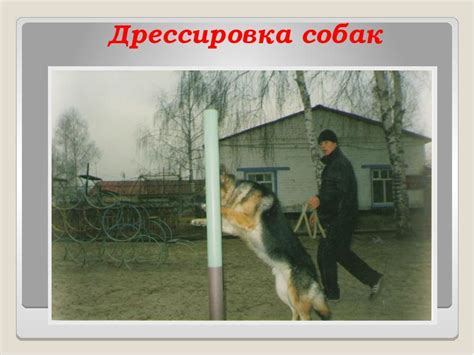 «Профессия - кинолог»