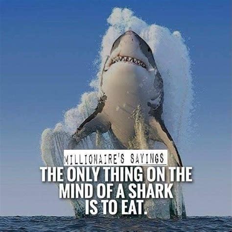 Are You A Shark Millionaire Quotes Shark Sayings