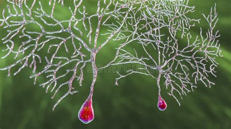 Purkinje Neuron GABAergic Neuron Located In The Cerebellum Stock