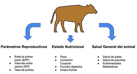 Sistemas de producción de ganado bovino todo lo que necesitas saber