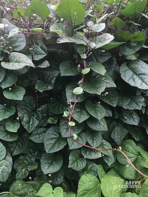 Malabar Spinach How To Grow And Care For Climbing Spinach