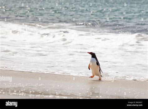 South Atlantic Falklands New Island Hi Res Stock Photography And Images