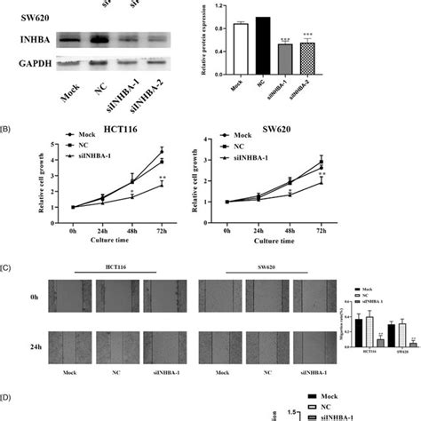 INHBA Silencing Suppressed The Proliferation And Migration Of Colon