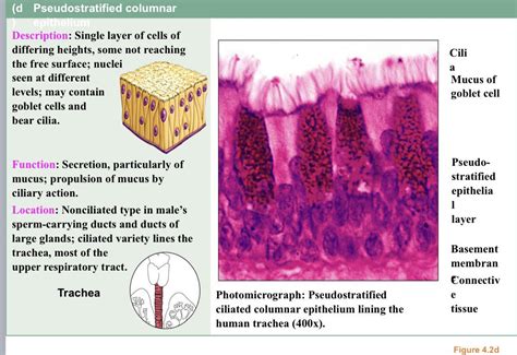 Function Ranatomyandphysiology