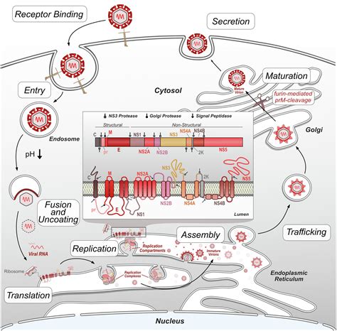 Frontiers Lets Get Physical Flavivirus Host Proteinprotein