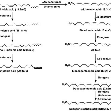 Outline Of The Pathway Of Eicosanoid Synthesis From Arachidonic Acid