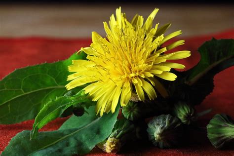 Dandelion Flower On Red Cloth Free Stock Photo Public Domain Pictures