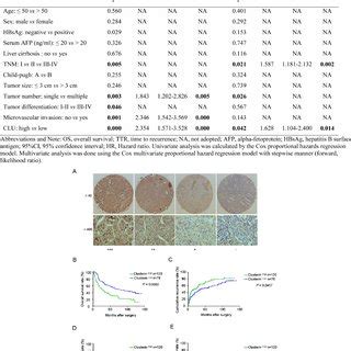 Clu Upregulates Mmp Expression Through Akt Activation A Hepg Clu