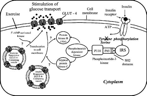 Outline Of The Insulin Pathway And Glucose Receptors In The Skeletal