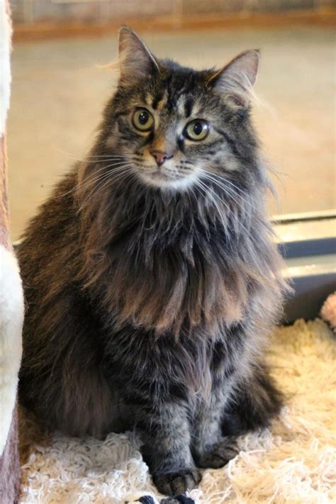 Norwegian Forest Cat Georgia Cat Ghr