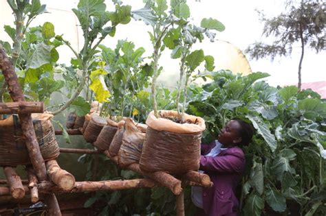 Ways To Control Pests In Your Garden Farmkenya Initiative