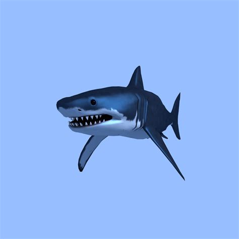 3d great white shark animation