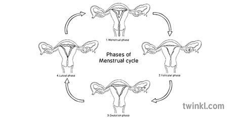 Menstrual Cycle Labelled Black And White Twinkl