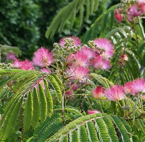 Albizia Julibrissin Eveys Pride Seidenbaum Pflanzenhof Toskanapark