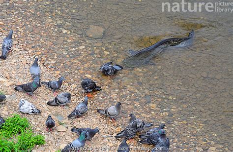 Nature Picture Library Wels catfish (Silurus glanis) eating pigeon on ...