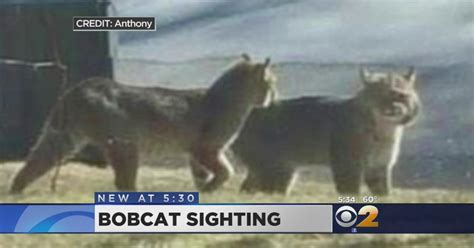 Two Bobcats Spotted In Westchester County Cbs New York
