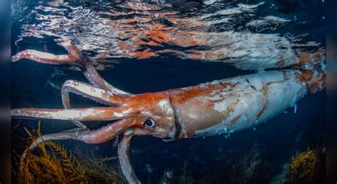 Captan Im Genes De Un Calamar Gigantesco Nadando En La Costa De Jap N