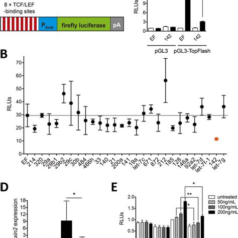 Among Candidate Mirnas Mir 142 Negatively Regulates Wnt β Catenin Download Scientific Diagram