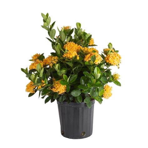 Costa Farms Multicolor Ixora Bush Flowering Shrub In 2 Gallon Pot L Ixo