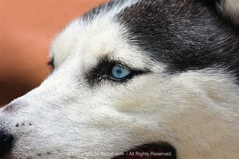 Alaskan Malamute: Captivating Stock Photos of a Stunning Canine ...