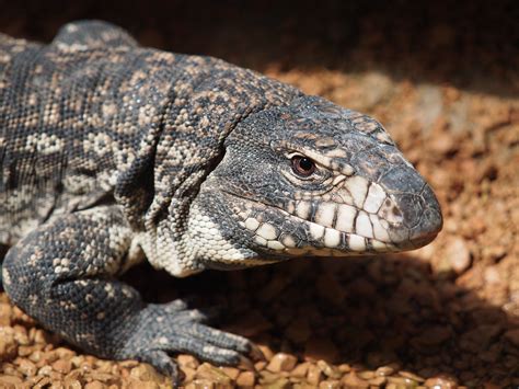 Definitive Guide To Black And White Tegu Facts Habitat Conservation