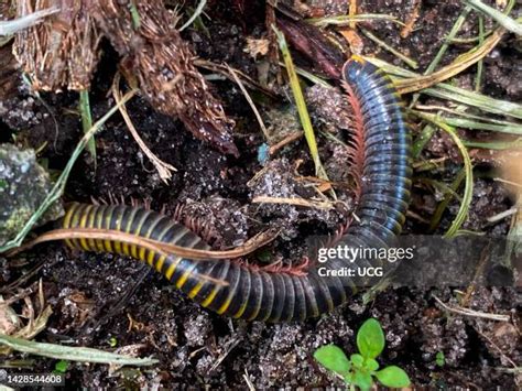 192 Millipede Legs Stock Photos, High-Res Pictures, and Images - Getty Images