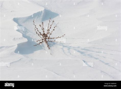 Dry Mullein Plant On Snow Stock Photo Alamy