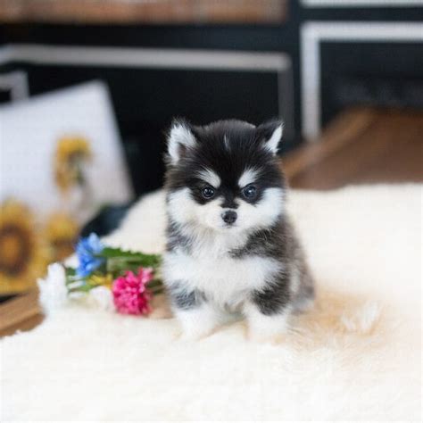 Cute Teacup Pomsky Puppies For Sale Near Me - l2sanpiero