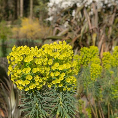 Euphorbia Characias Wulfenii Shorty L Coolings Garden Centre