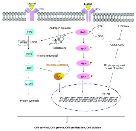 Schematic Of Some Of The Molecular Pathways Related To Prostate Cancer