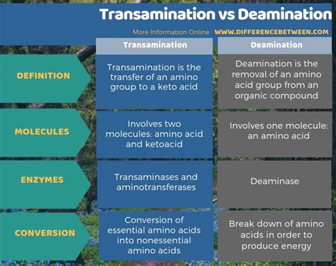 Difference Between Transamination And Deamination Compare The