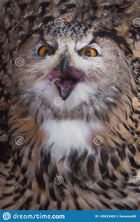 A Hungry Female Eagle Owl Eagerly Devours Swallows Absorbs A Mouse