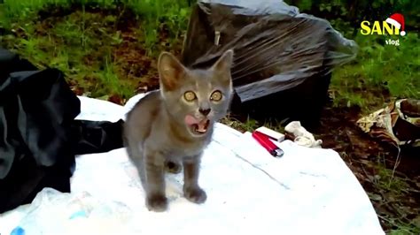 котик 1 - YouTube