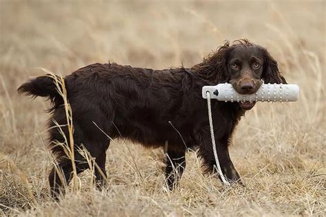 A powerful List of Top 500+ Boykin Spaniel Dog Names 2024