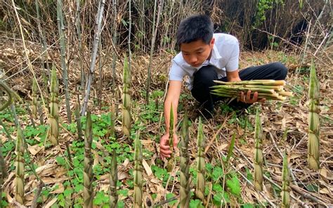 农村小伙进山拔野笋，满山的竹笋多的拔不完，一会功夫收获满满哔哩哔哩bilibili