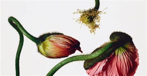 Irving Penn Still Life Hamiltons