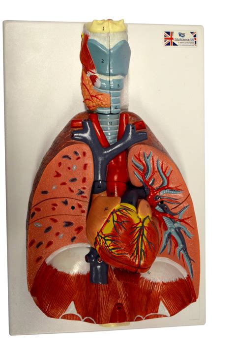 Larynx Heart And Lung Model Eduscience Video Gallery