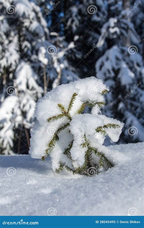 A Small Christmas Tree Under The Snow Stock Image Image Of