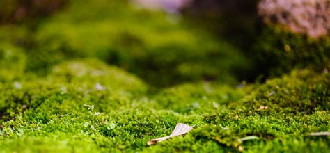 Grass Plants Closeup Depth Of Field Moss Wallpapers Hd Desktop