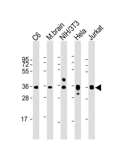 Gapdh Antibody Purified Mouse Monoclonal Antibody Mab Wb E Buy