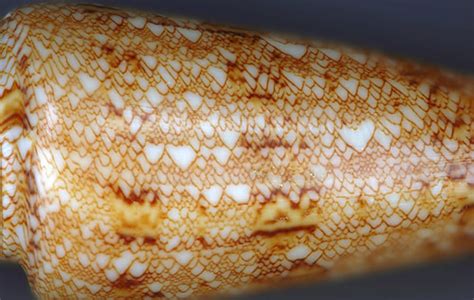 Conus Gloriamaris Glory Of The Seas Cone Snail 5 Flickr