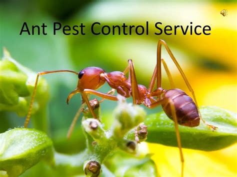 Ppt Ant Pest Control Service Powerpoint Presentation Free Download Id7488720