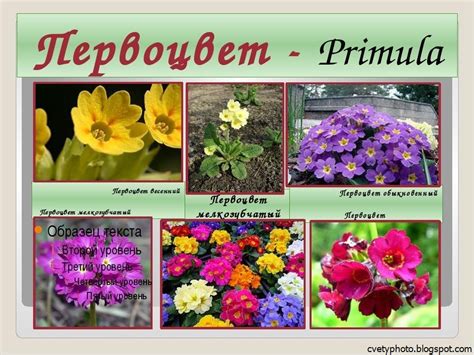 Садовые цветы с названиями и фото для детей