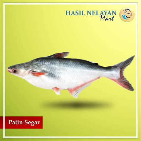 Jual Ikan Patin Segar Gr Kg Shopee Indonesia