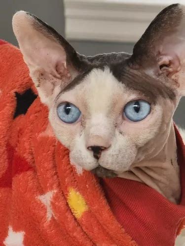 Gato Sphynx Egipcio Pelado Gato Sin Pelo Criadero Legal En