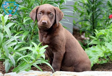 Sunshine Chocolate Lab Labrador Retriever Puppy For Sale Keystone