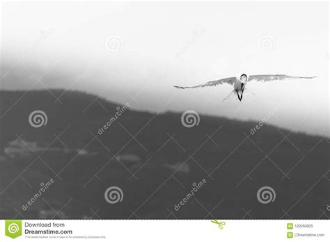 A Royal Tern Seabird In Flight Stock Image Image Of Feet Legs 120263825