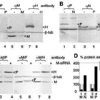 Cis And Trans Effects Of Sirnas On The Expression Of Viral Proteins