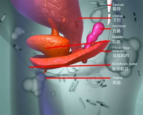科普带你了解盆底肌康复 子宫 女性 性生活